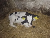 ثور, Simmental cattle — الصورة 3