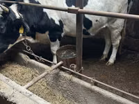 Cow, Russian Black pied cattle — photo 2