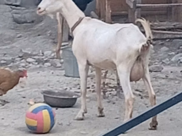 Goat, Alpine goat — Uzbekistan