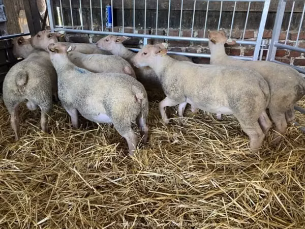 Sheep, Charollais sheep