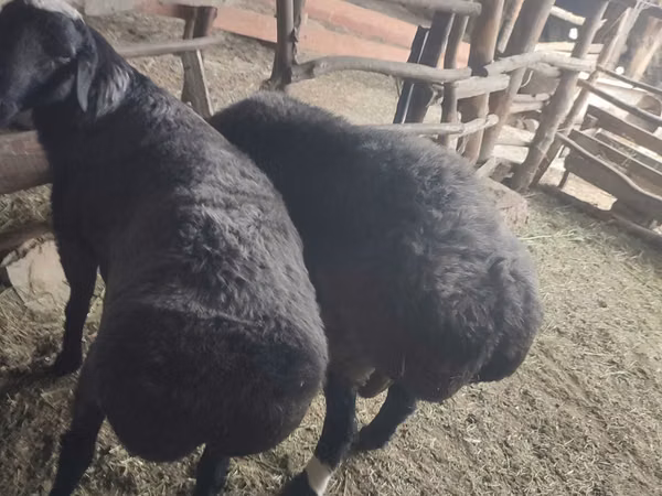Ram, Sheep — Uzbekistan