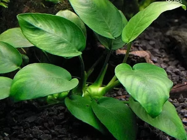 Anubias nana 1000