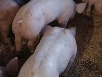 Boar, Pigs — photo 5