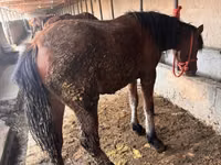 公马, Horses — 照片 2
