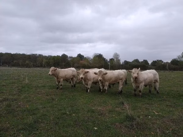 Tjur, Charolais cattle