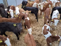 Banteng, Cattle — foto 8