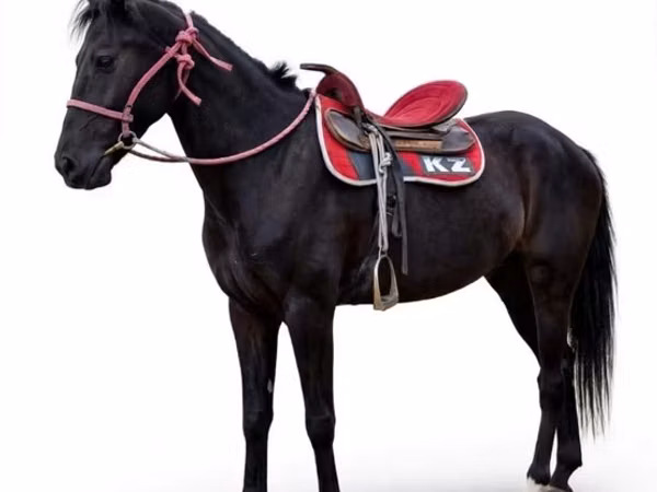 ঘোটকী, Arabian horse