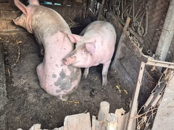 Sow, Pigs — Moldova