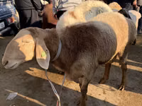 Ram, Arashan sheep — photo 3