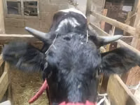 Lembu betina, Swiss cattle — foto 3