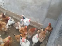 Ducks — عکس 3