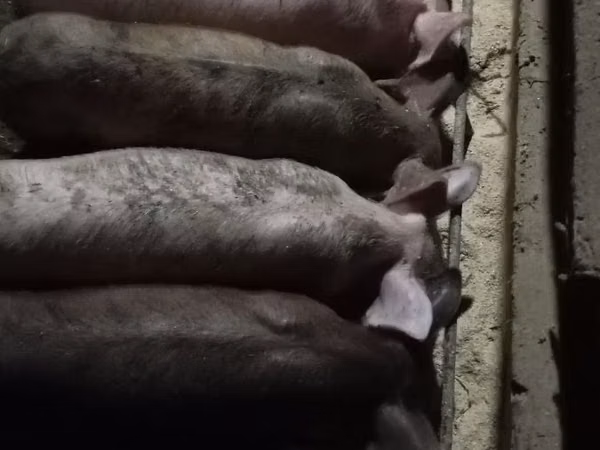 Babi hutan, Pigs