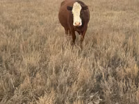 Sapi, Hereford — foto 4