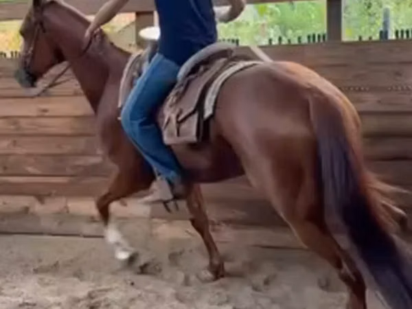 Horse (M), Arabian horse