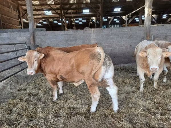 Bou, Bovine