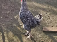Chickens — ছবি 2