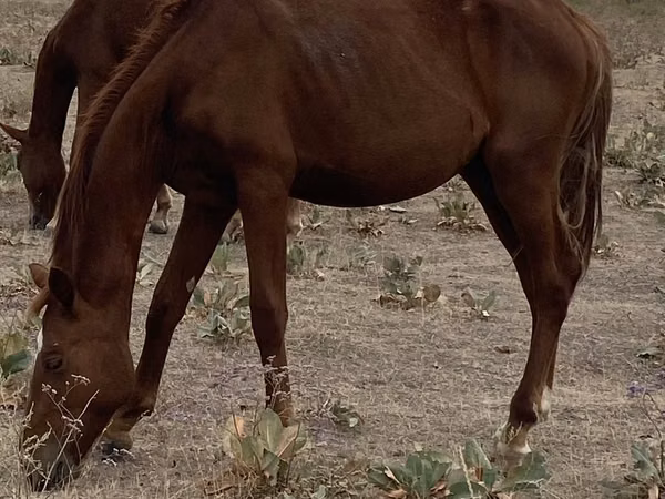 Yegua, Caballos