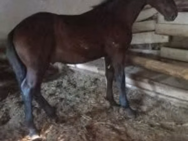 اسب نر, Nonius horse