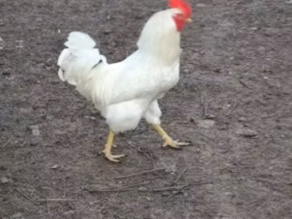 Chickens — Угорщина
