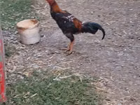 Chickens — عکس 1