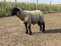 Ram, White Suffolk sheep — photo 3