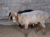Ram, Sheep — photo 4