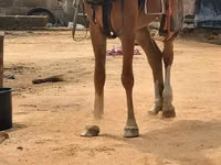 马匹（批次，未指定性别）, Horses — 照片 3