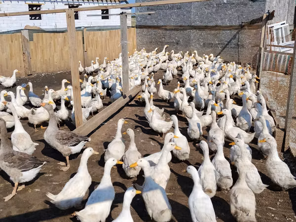 American Pekin — Kasaakhistaan