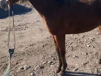 Ngựa đực, Kazakh horse — ảnh 2