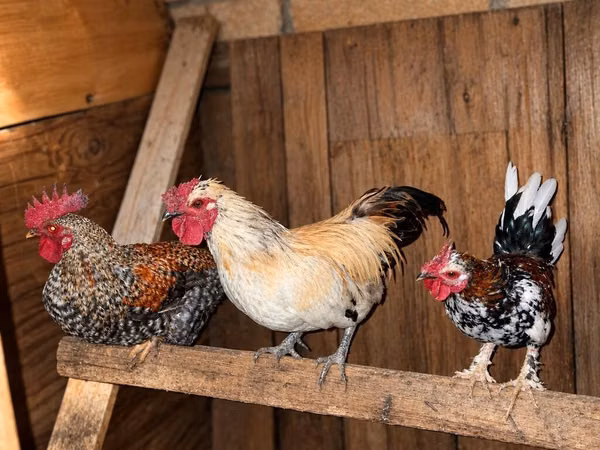 Chickens — جمهوری آذربایجان
