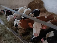 Ng'ombe (kikundi, jinsia haijatajwa), Simmental cattle — picha 2