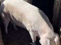 Scrofa — foto 7