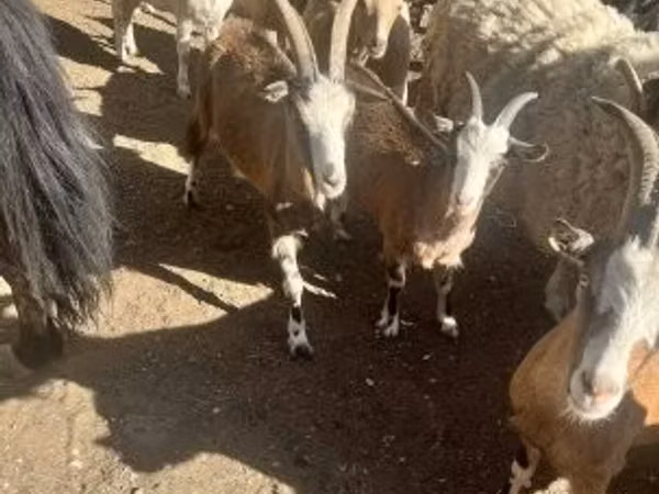 بز ماده, بز