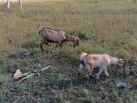 Буз, Alpine goat — акс 1