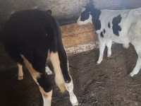 ხარი, Russian Black pied cattle — ფოტო 3
