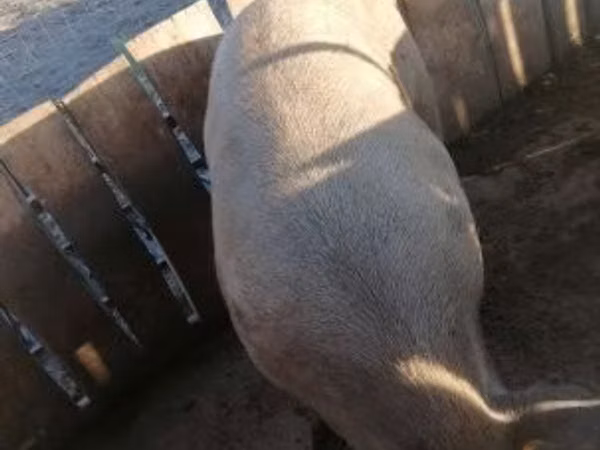 Boar, Pigs — Hungary