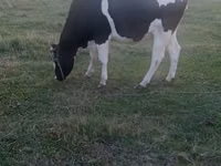 Cow, Russian Black pied cattle — photo 1
