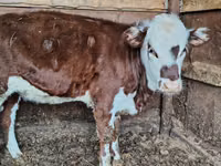 Vaca, Cabeza Blanca Ucraniana — foto 1