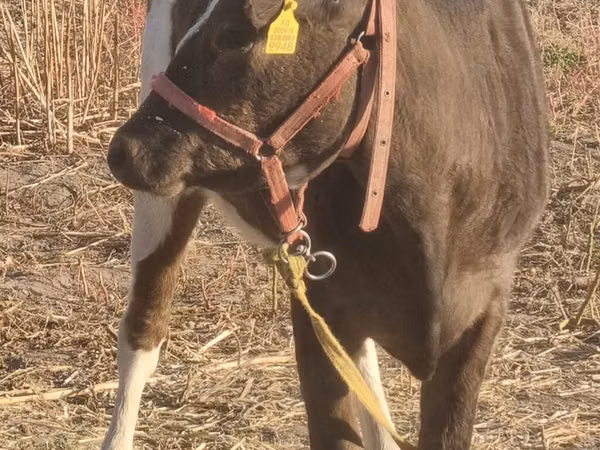 Cow, Simmental cattle