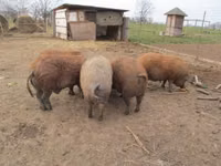 Pigs (batch, sex not specified) — photo 2