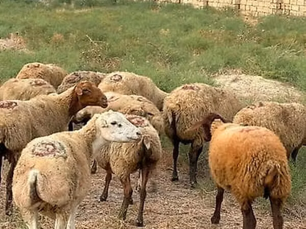 Sheep, Sheep — Azerbaijan