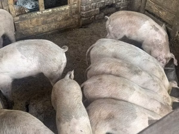 Pigs (batch, sex not specified), Pigs — Hungary