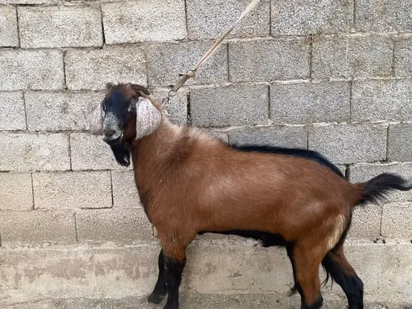 Billy Goat, Goats — Kazakhstan