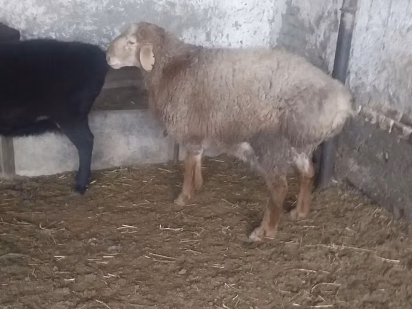 Kambing jantan, Sheep — Uzbekistan
