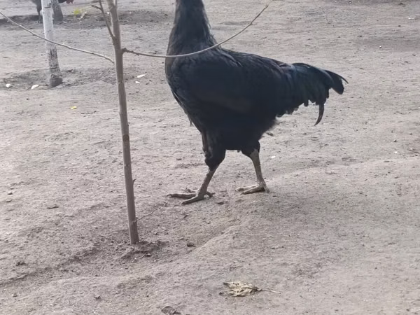 Jersey Giant
