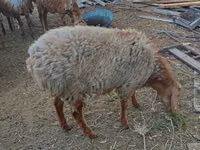ভেড়ার পাঁঠা, Arashan sheep — ছবি 4