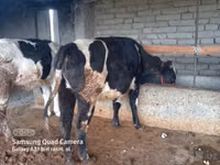 Bull, Cattle — photo 2