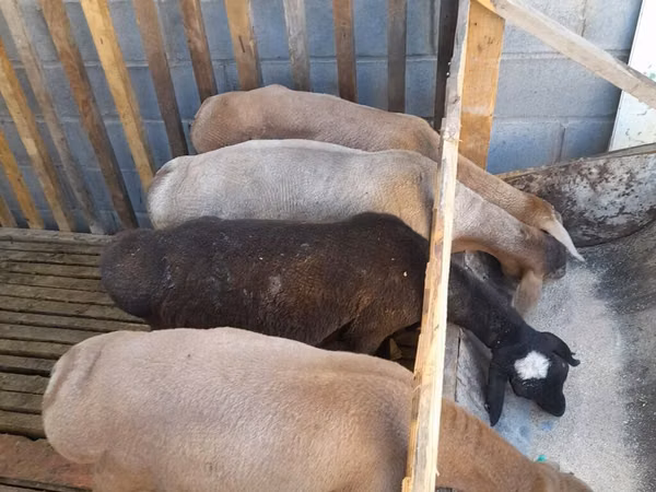 Ram, Sheep — Kyrgyzstan