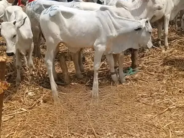 Vache, Brahmane