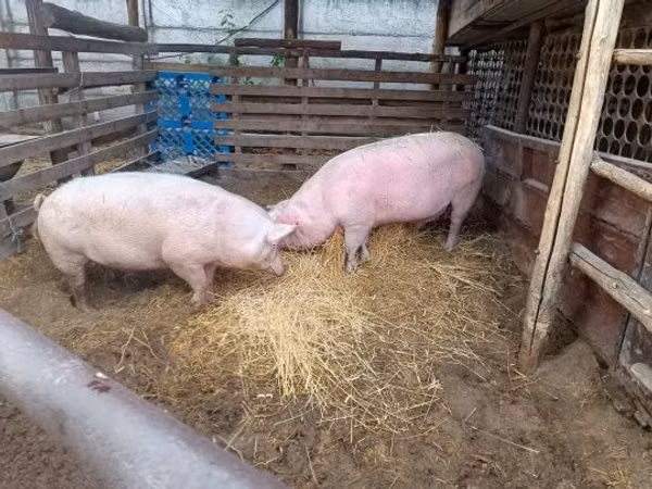 Boar, Pigs — Hungary
